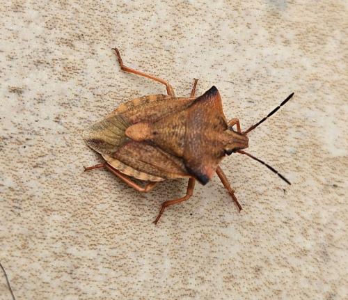 Réf. 337 270 : Carpocoris fuscispinus